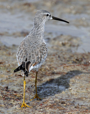 Sandpiper, Stilt