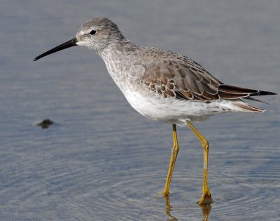 Sandpiper, Stilt