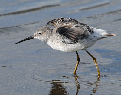 Sandpiper, Stilt