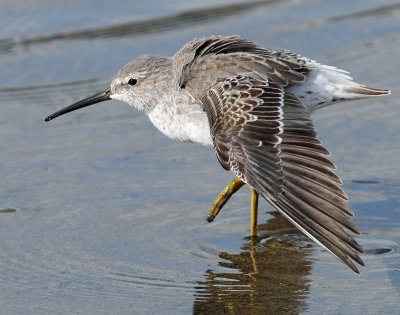 Sandpiper, Stilt