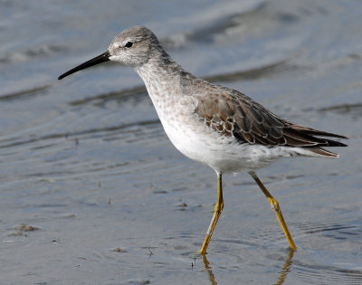 Sandpiper, Stilt