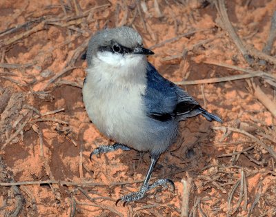 Nuthatch, Pygmy