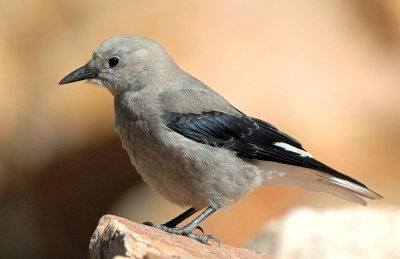 Nutcracker, Clark's (Juvenile)