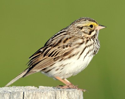 Sparrow, Savannah