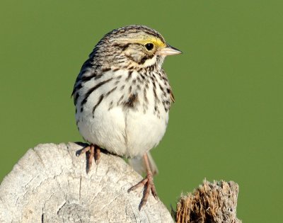 Sparrow, Savannah