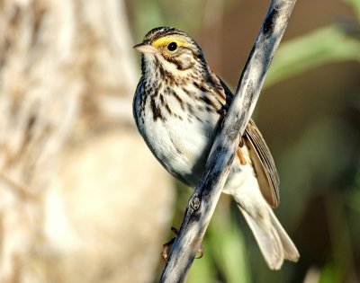 Sparrow, Savannah