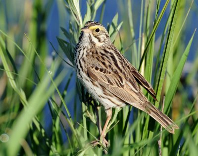 Sparrow, Savannah