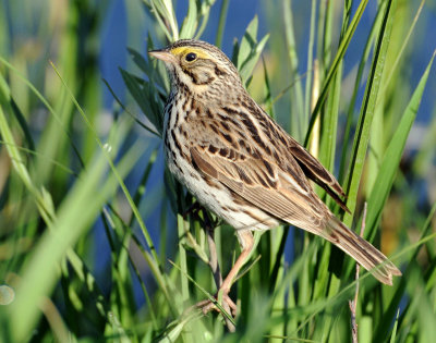 Sparrow, Savannah