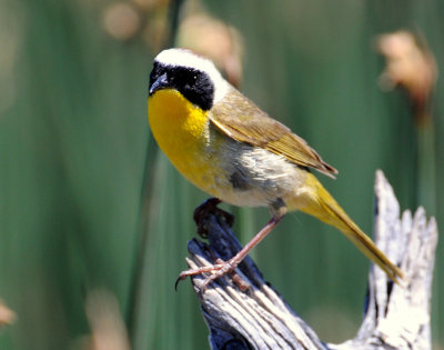 Yellowthroat, Common  (Male)