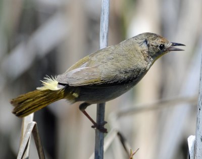 Yellowthroat, Common (Female)