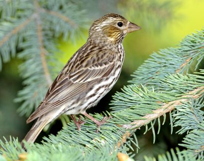 Finch, Cassin's  (Female)