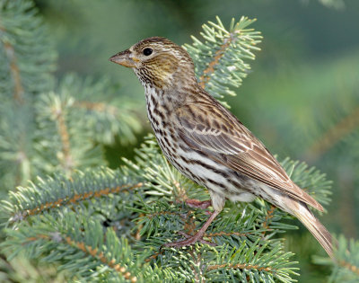 Finch, Cassin's  (Female)