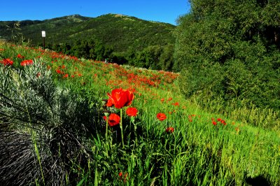 Mantua, Utah  Poppys