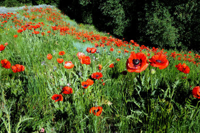 Mantua, Utah  Poppys