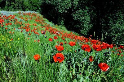 Mantua, Box Elder County, Utah,  Poppy's