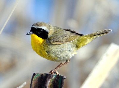 Yellowthroat, Common