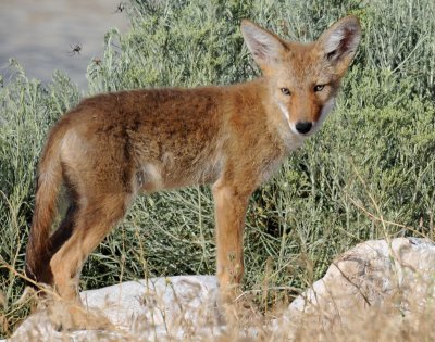 Desert Dog (Pups)--Coyote