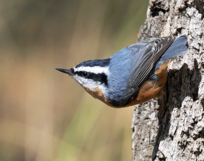 Nuthatch, Red-breasted