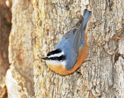 Nuthatch, Red-breasted