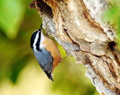 Nuthatch, Red Breasted