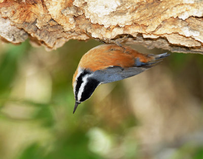 Nuthatch, Red-breasted