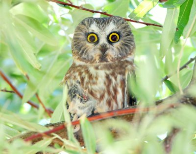 Owl, Northern Saw-whet