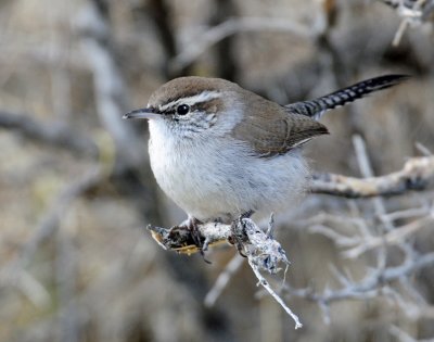 Wren, Bewick's