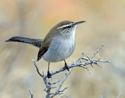 Wren, Bewick's