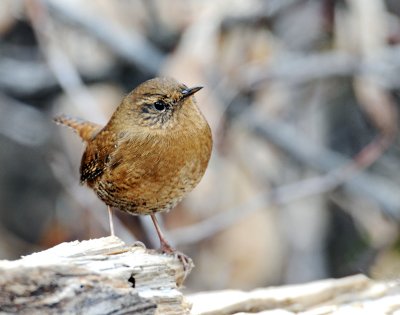 Wren, Pacific