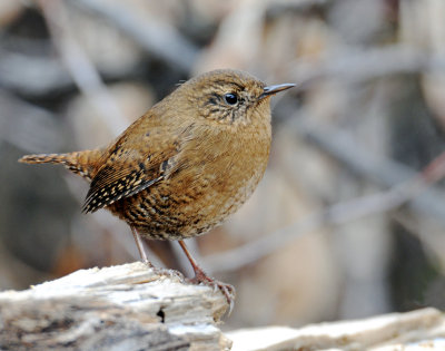 Wren, Pacific