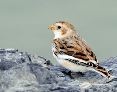 Buntings, Snow