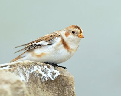 Buntings, Snow