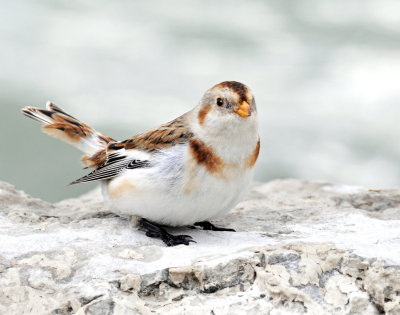 Buntings, Snow