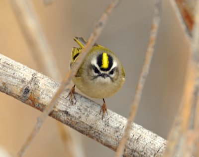 Kinglet, Golden-crowned