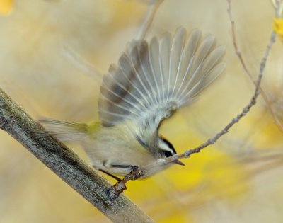 Kinglet, Golden-crowned