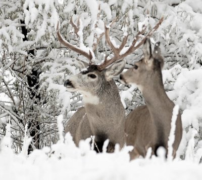 Deer, Mule(First Snow)