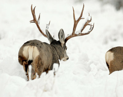 Deer, Mule