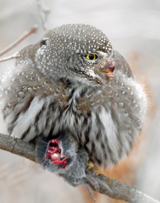 Owl, Northern Pigmy