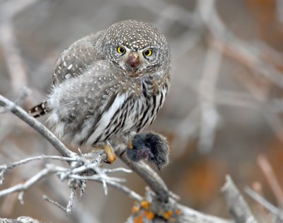 Owl, Northern Pigmy