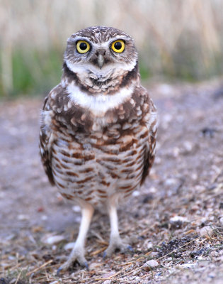 Owl, Burrowing 12-23-2010