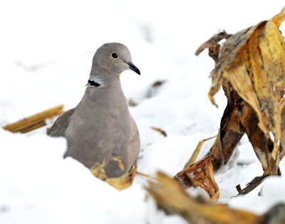 Dove, Eurasion Collared