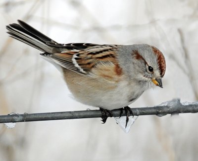 Sparrow, American Tree