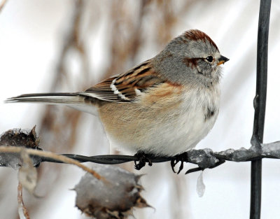 Sparrow, American Tree