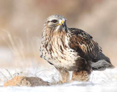 Hawk, Rough-legged (Willard Bay)