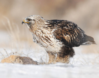 Hawk, Rough-legged