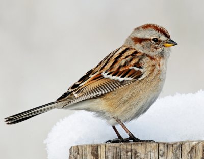 Sparrow, American tree