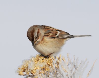 Sparrow, American Tree