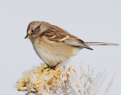 Sparrow, American Tree