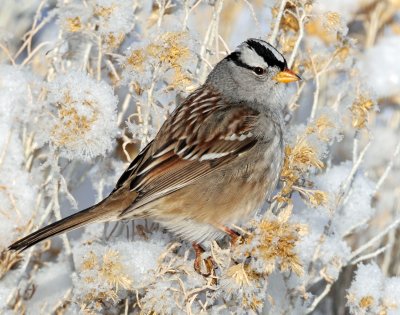 Sparrow White-crownedD-054.jpg
