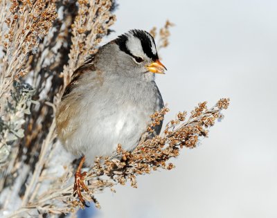 Sparrow White-crownedD-058.jpg